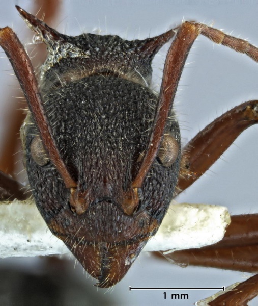 File:Dolichoderus extensispinus ANIC32-061379 head 32-Antwiki.jpg