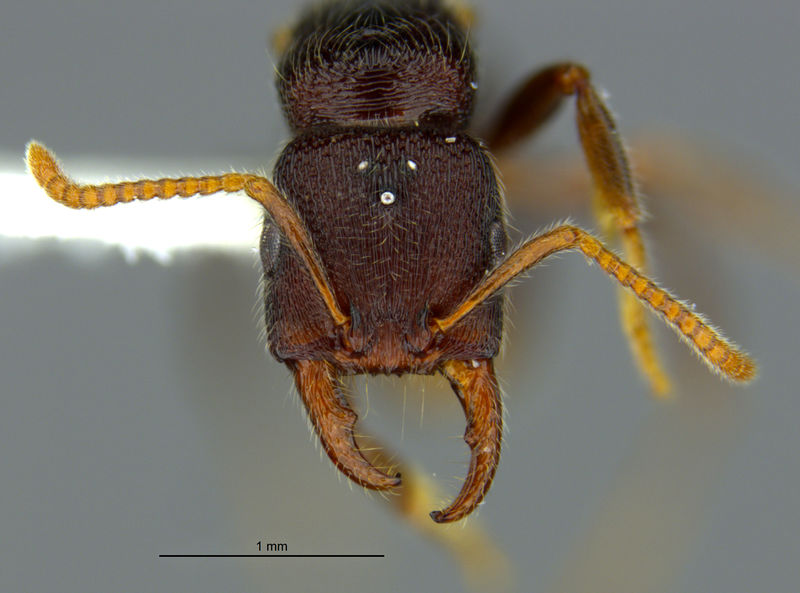 File:MCZ-ENT00035688 Gnamptogenys falcaria H.jpg