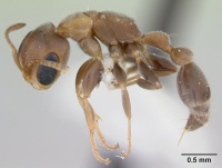 Pseudomyrmex oki lacm ent 142544 profile 1.jpg