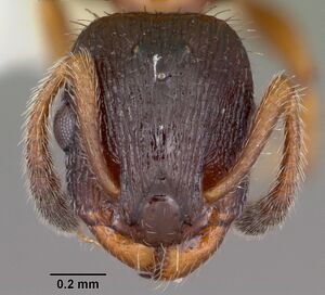 Leptothorax acervorum casent0104846 head 1.jpg