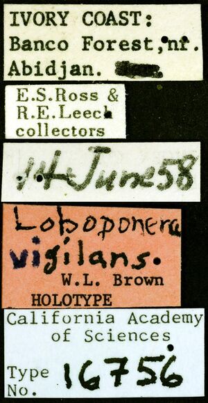 Loboponera vigilans castype16756 label 1.jpg