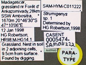 Strumigenys adsita casent0005474 label 1.jpg