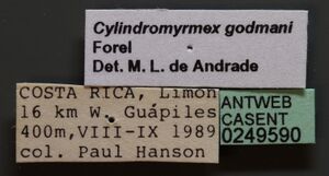 Cylindromyrmex godmani casent0249590 l 1 high.jpg
