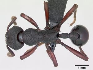 Eutetramorium mocquerysi casent0077435 dorsal 1.jpg