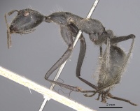 Camponotus camelinus casent0901905 p 1 high.jpg