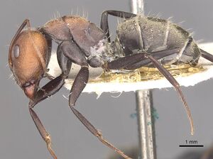 Camponotus rufoglaucus casent0910324 p 1 high.jpg