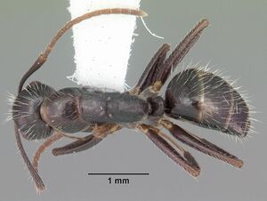 Camponotus sexguttatus casent0103710 dorsal 1.jpg