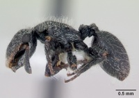 Cephalotes lanuginosus casent0173685 profile 1.jpg