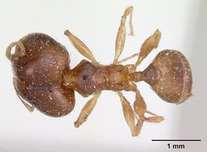 Pheidole punctulata casent0173311 dorsal 1.jpg