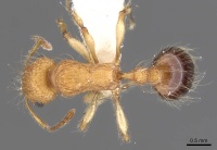 Tetramorium magnificum casent0901227 d 1 high.jpg