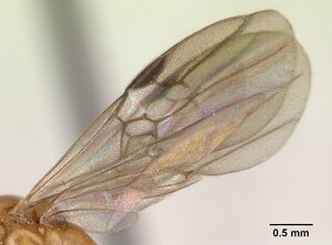 Anochetus madagascarensis casent0133132 profile 2.jpg