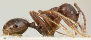 Aphaenogaster caeciliae focol0495-2 p 2 high.jpg