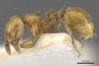 Monomorium crinitum casent0902298 p 1 high.jpg