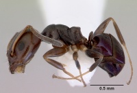 Ochetellus glaber casent0172342 profile 1.jpg