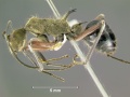 Polyrhachis-exoticaL1x.jpg