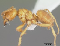 Acropyga bakwele casent0104123 profile 1.jpg