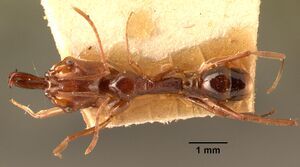 Anochetus madagascarensis casent0101651 dorsal 1.jpg