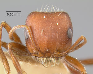 MCZ-ENT00020578 Pogonomyrmex desertarum var ferrugineus hef.jpg