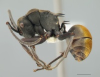 Polyrhachis aurora side.jpg