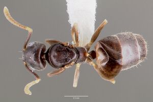 Technomyrmex pallipes casent0006041 dorsal 1.jpg