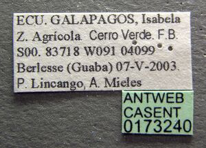 Adelomyrmex myops casent0173240 label 1.jpg