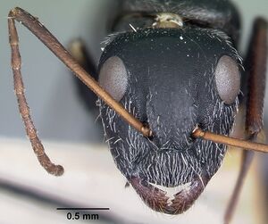 Camponotus auropubens aldabrensis casent0104619 head 1.jpg