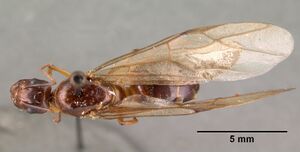 Camponotus hova casent0101428 dorsal 1.jpg
