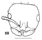 Monomorium whitei F59.jpg