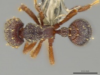 Octostruma excertirugis D casent0629828.jpg