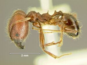 Pheidole-plagiariaL2.5.jpg