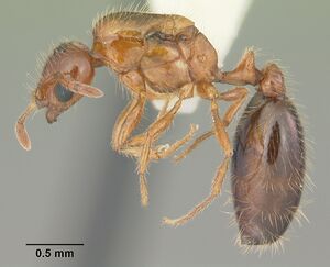 Solenopsis globularia littoralis casent0104502 profile 1.jpg