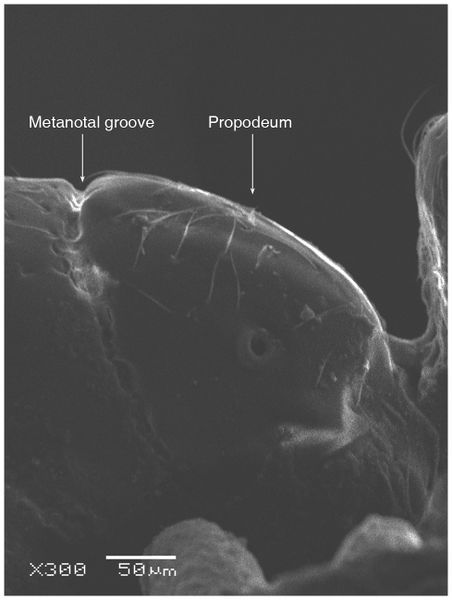 File:Solenopsis sumara Fig 45.jpg