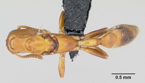 Tetraponera ophthalmica casent0087124 dorsal 1.jpg