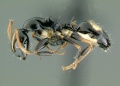 Camponotus-bellus-leucodisc.jpg