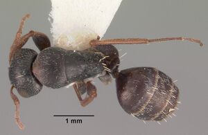 Camponotus auropubens aldabrensis casent0102314 dorsal 1.jpg