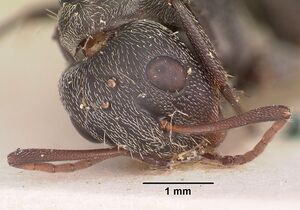 Camponotus auropubens aldabrensis casent0102450 head 1.jpg