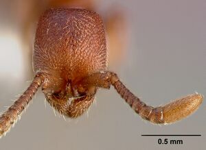 Cerapachys augustae casent0005317 head 1.jpg