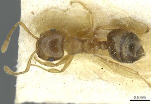 Crematogaster luctans casent0912808 d 1 high.jpg