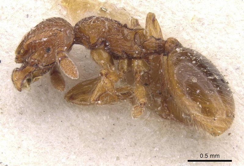 File:Myrmecina atlantis casent0913027 p 1 high.jpg