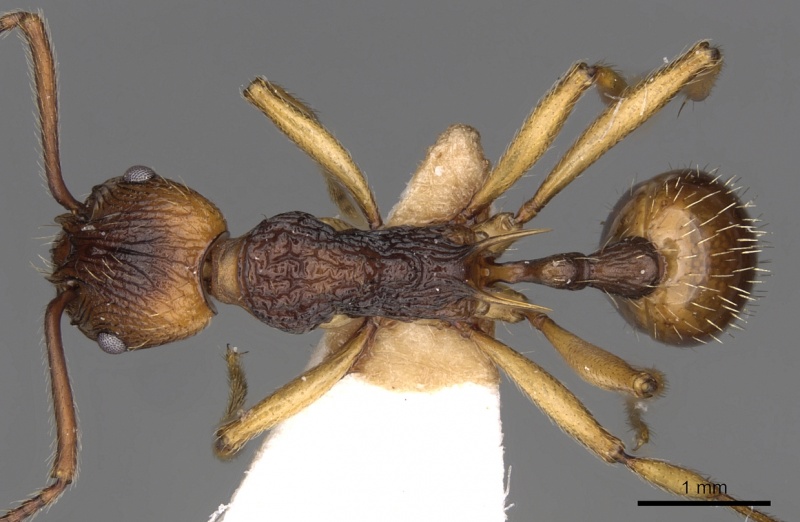 File:Myrmica draco D casent0900290.jpg