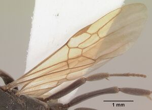 Pachycondyla caffraria sam-hym-c007883a dorsal 2.jpg