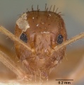 Head view