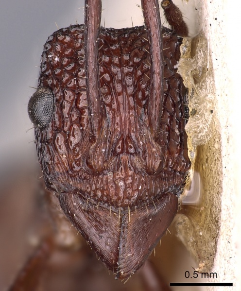 File:Rhytidoponera reticulata casent0900523 h 1 high.jpg