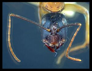 Camponotus dryandrae minor head.jpg