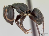 Camponotus germaini casent0173419 profile 1.jpg