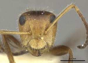 Camponotus pittieri casent0619237 h 1 high.jpg