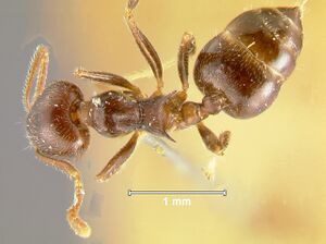 Crematogaster--rogenhoferiD.jpg