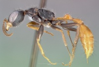 Pseudomyrmex venustus casent0005857 profile 1.jpg