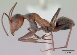 Camponotus donnellani casent0172148 profile 1.jpg