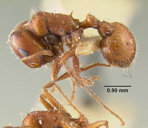 MCZ-ENT00020578 Pogonomyrmex desertarum var ferrugineus hal.jpg